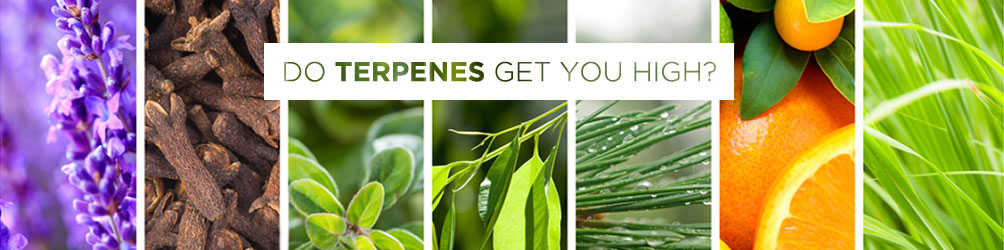 Do terpenes get you high?
